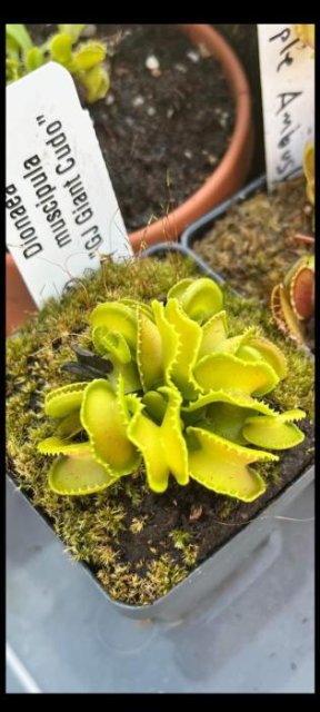 Venus flytrap (Dionaea muscipula) "GJ Giant Cudo"
