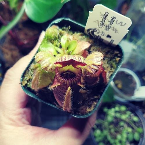 Cephalotus follicularis WCF (1A-16A)