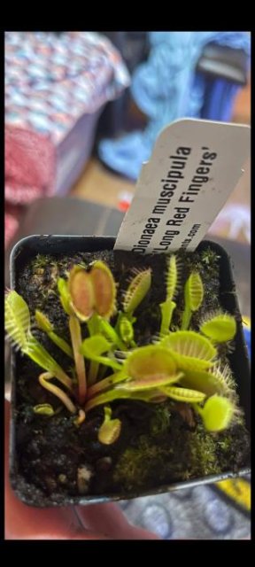 Venus flytrap (Dionaea muscipula) 'Long Red Fingers'