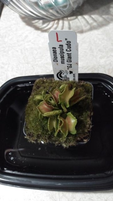 Venus flytrap (Dionaea muscipula) "GJ Giant Cudo"
