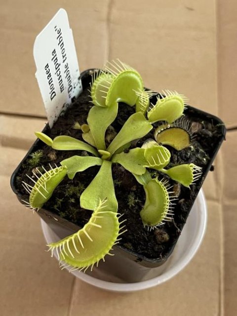 Venus flytrap (Dionaea muscipula) 'Double Trouble'