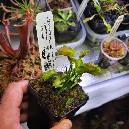 バイオレゾナンス Venus flytrap (Dionaea muscipula) 