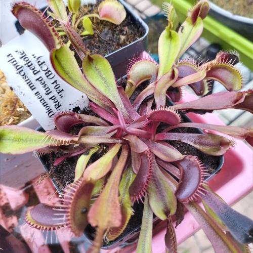 Venus flytrap (Dionaea muscipula) 'Red fused petiole'