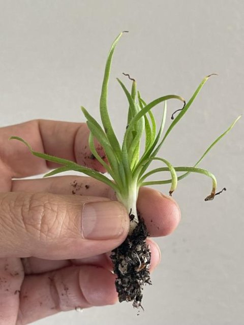 Pinguicula medusina