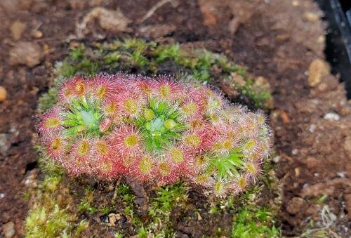 Drosera x 'Dork's Pink'