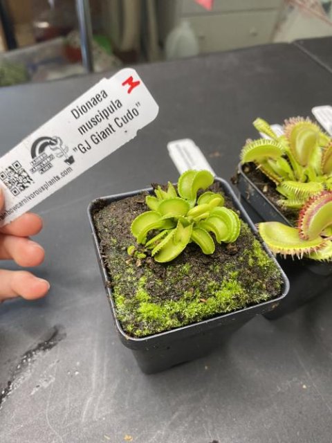 Venus flytrap (Dionaea muscipula) "GJ Giant Cudo"