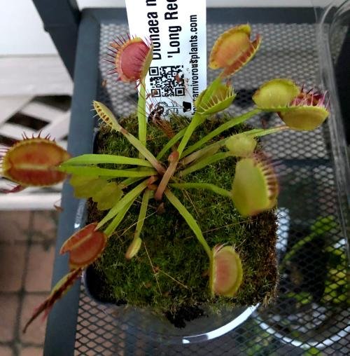 Venus flytrap (Dionaea muscipula) 'Long Red Fingers'