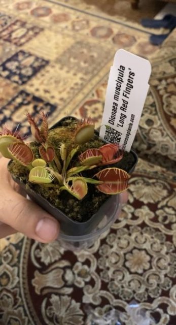 Venus flytrap (Dionaea muscipula) 'Long Red Fingers'