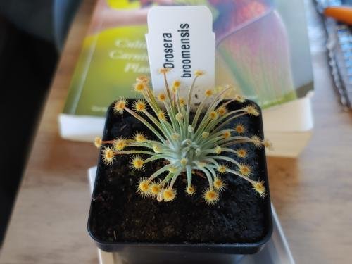 Drosera broomensis