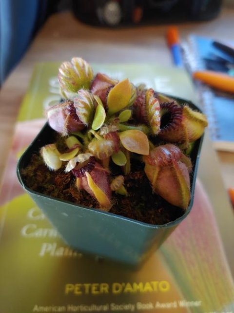 Cephalotus follicularis WCF (1A-16A)