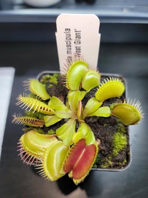 Venus flytrap (Dionaea muscipula) 'Southwest Giant'