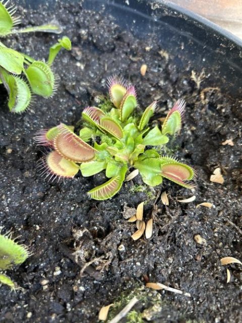Venus flytrap (Dionaea muscipula) 'B52' x 'DC-XL'