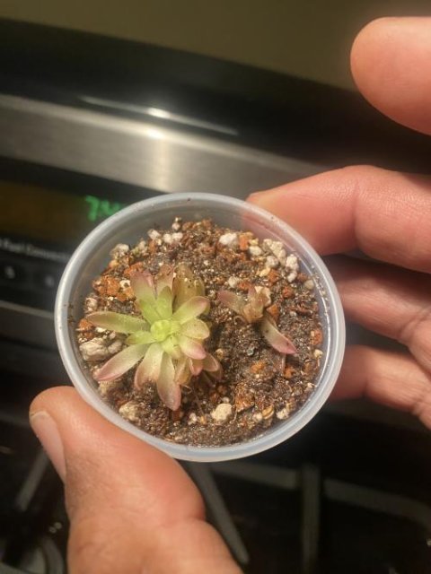 Pinguicula cv. 'BCP Crystal'