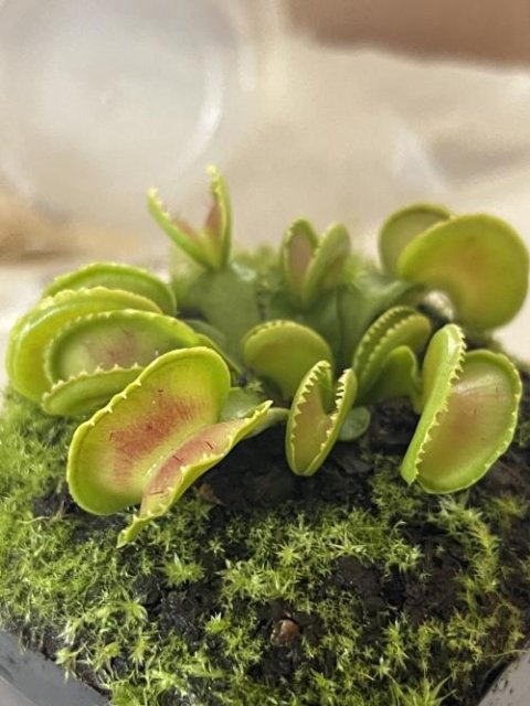 Venus flytrap (Dionaea muscipula) "GJ Giant Cudo"
