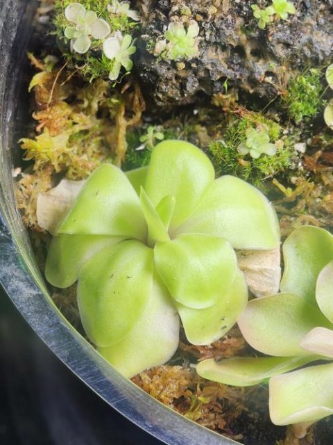 Pinguicula "Bugbane"