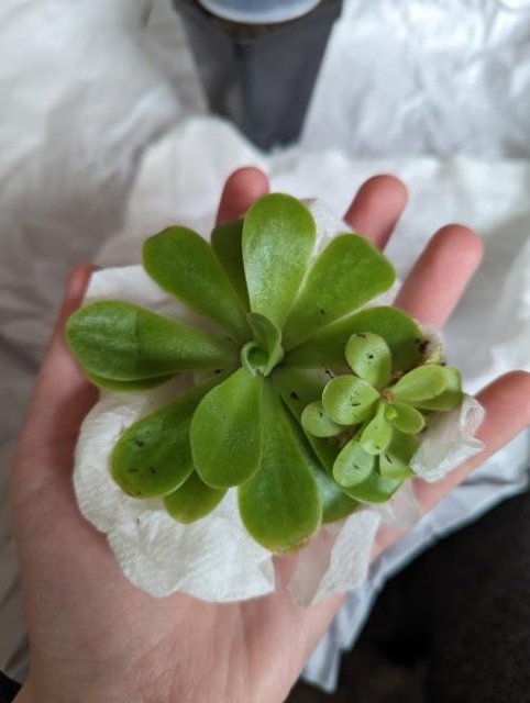 Pinguicula sp. Alfred Lau #13