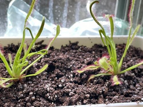 Drosera capensis pink flower [Fungus gnat catcher]