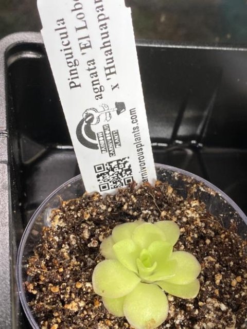 Pinguicula agnata 'El Lobo' x 'Huahuapan'
