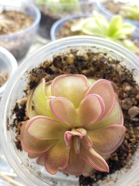 Pinguicula hemiepiphytica