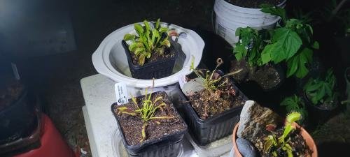 Drosera capensis 'Bainskloof' [Fungus gnat catcher]   -Live carnivorous plant-