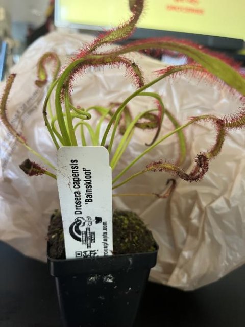 Drosera capensis 'Bainskloof' [Fungus gnat catcher]   -Live carnivorous plant-