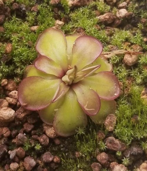 Pinguicula laueana CP2 x emarginata