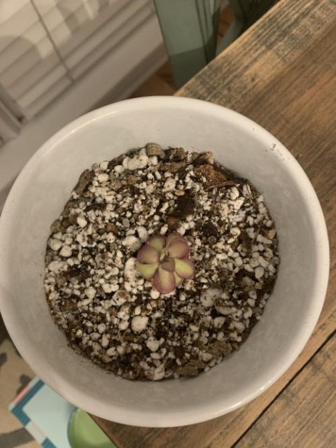 Pinguicula laueana CP2 x emarginata
