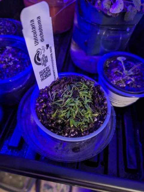 Utricularia dichotoma/ 1" plug   -Live carnivorous plant-