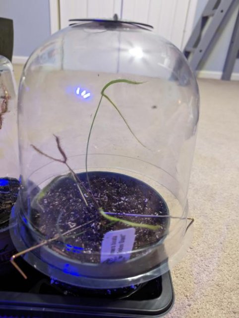 Drosera binata golden "Giant" (Forked Sundew)   -Live carnivorous plant- Fungus gnat catcher