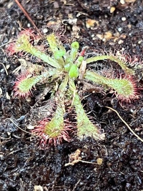 Drosera tokaiensis -Live carnivorous plant-