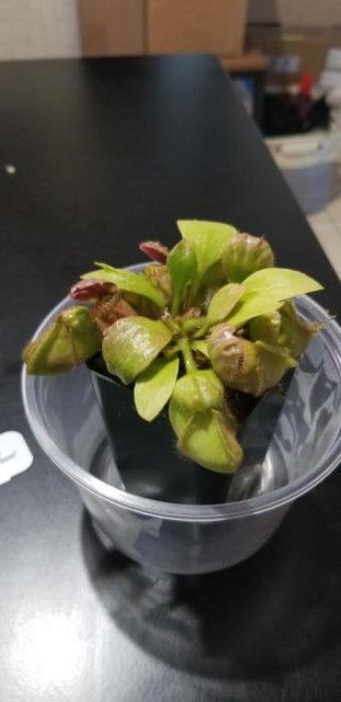 Cephalotus follicularis 'Hummer's Giant' WHG (1B-20B Cephalotus follicularis 'Hummer's Giant' WHG (1B-20B