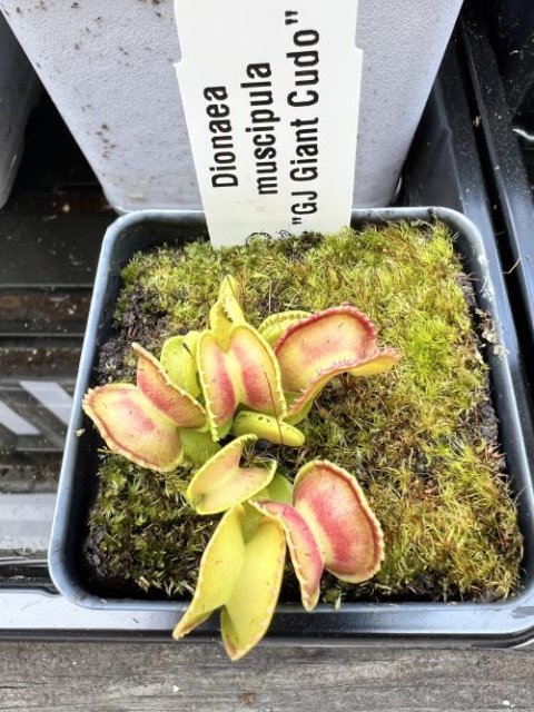 Venus flytrap (Dionaea muscipula) "GJ Giant Cudo"
