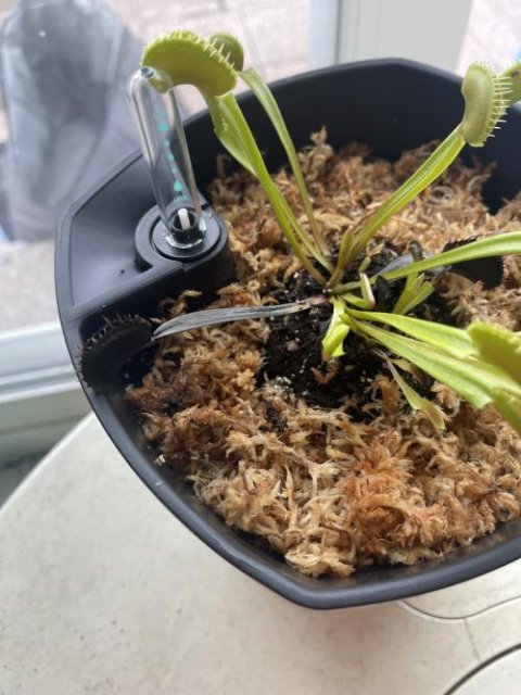 Venus flytrap (Dionaea muscipula) 'B52' x 'DC-XL'