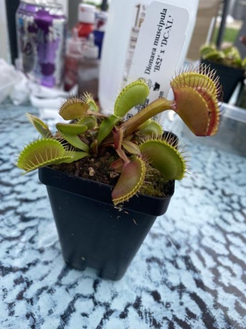 Venus flytrap (Dionaea muscipula) 'B52' x 'DC-XL'