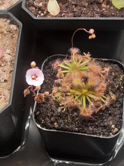 Drosera omissa x pulchella -Live carnivorous plant-