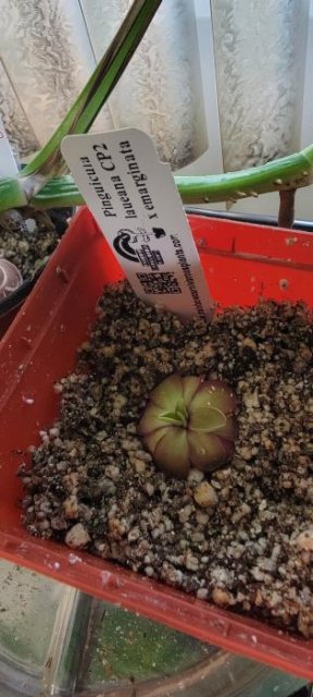 Pinguicula laueana CP2 x emarginata