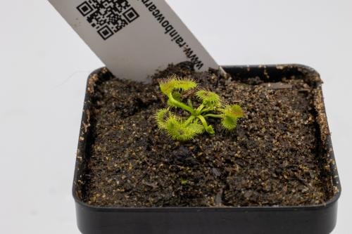 Drosera hookeri