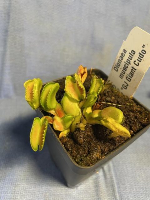 Venus flytrap (Dionaea muscipula) "GJ Giant Cudo"