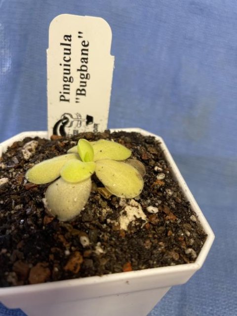 Pinguicula "Bugbane"