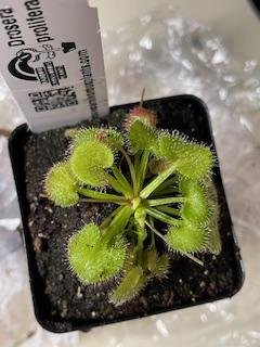 Drosera prolifera -Live carnivorous plant- | | Rainbow