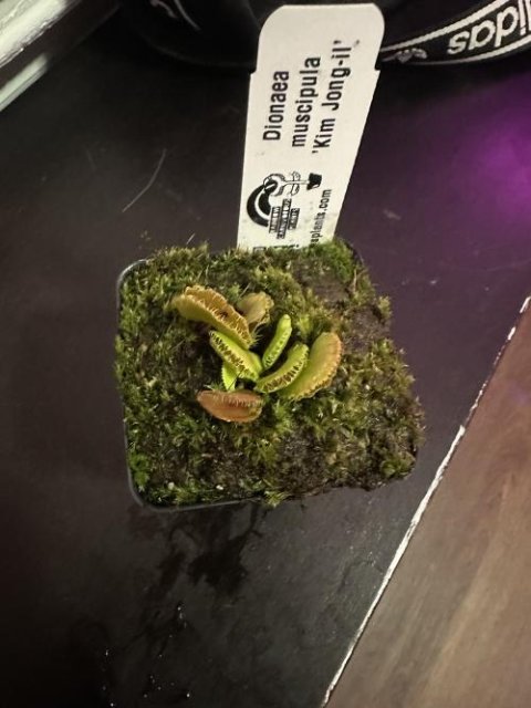 Venus flytrap (Dionaea muscipula) 