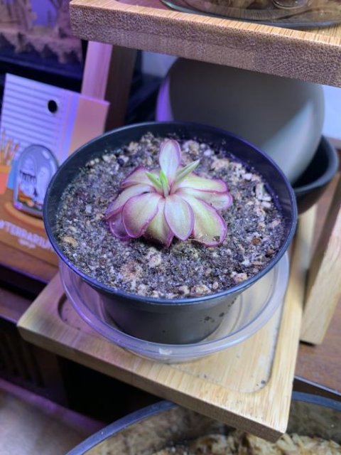Pinguicula laueana CP2 x emarginata