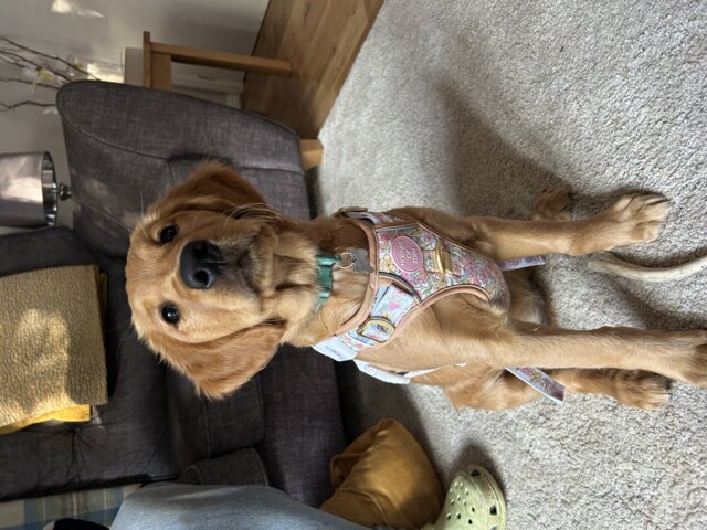 Pastel Petals - Supaw Strong™ Dog Harness (XS-XL)