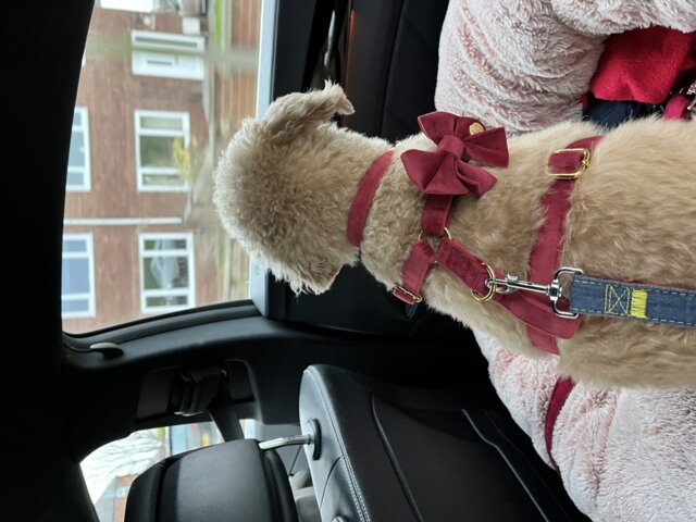 Ruby Red Velvet Poop Bag/Treat Holder