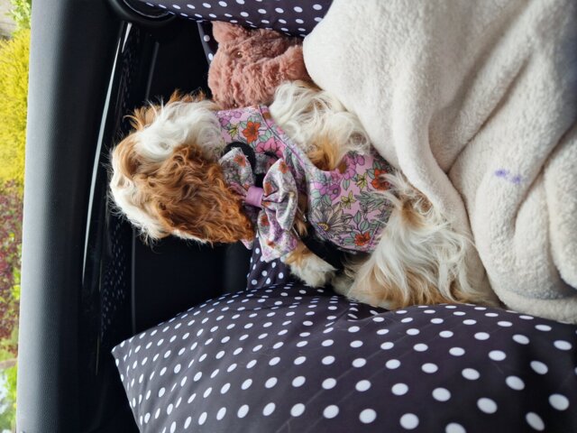 Wild Blossom- Design Dog Harness