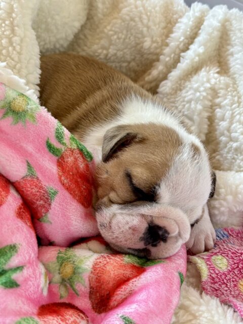 Strawberry Patch Snuggle Blanket