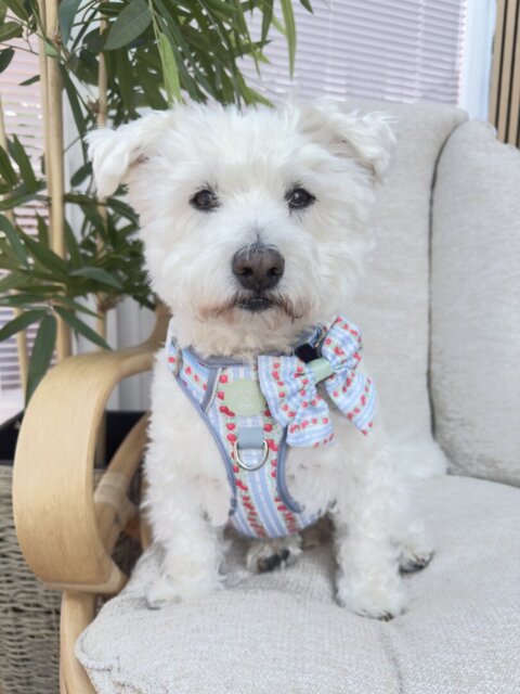 Eden's Orchard -  Supaw Strong™ Dog Harness (XS-XL)