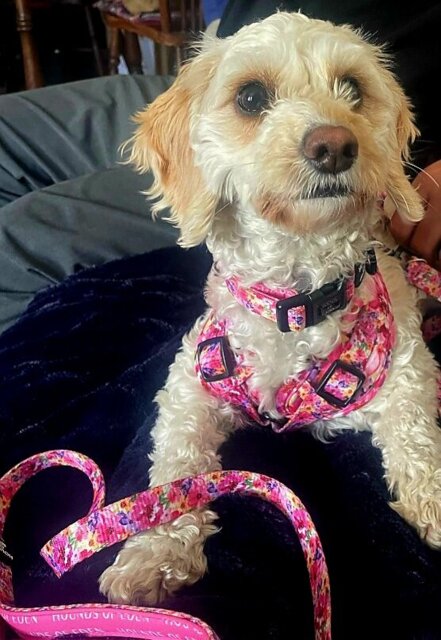 'Florentina' - Floral Dog Harness