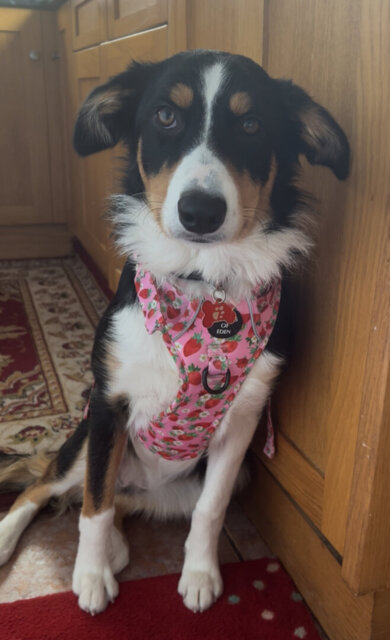 Arnés Supaw Strong Lite™ para perros Retro Bloom (XS-XL)