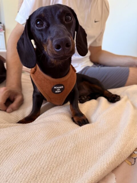 Choca Mocha - Brown Corduroy Harness
